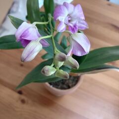 ミニデンファレの画像