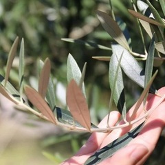 オリーブの枝、バケツいっぱいの画像