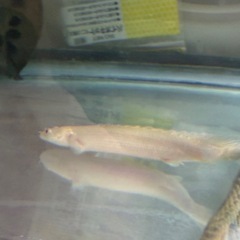 ③プラチナエンドリケリーの画像