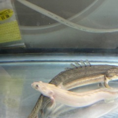 ③プラチナエンドリケリーの画像