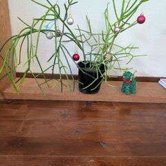 ミルクブッシュの画像