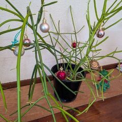 ミルクブッシュの画像