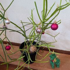 ミルクブッシュの画像