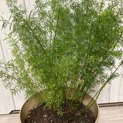 観葉植物の画像