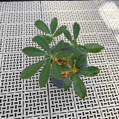 観葉植物　カポック（シェフレラ）（小サイズ）の画像