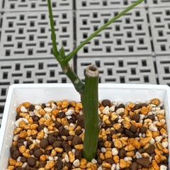 観葉植物　パキラ　（小サイズ）の画像