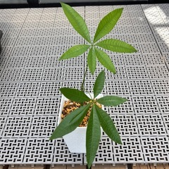 観葉植物　パキラ　（小サイズ）の画像