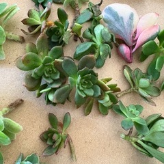 多肉植物の画像