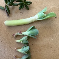 多肉植物の画像