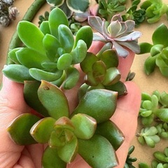 多肉植物の画像