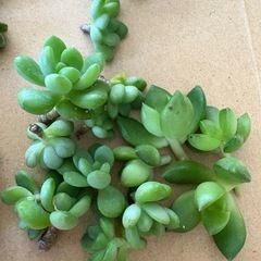 多肉植物の画像