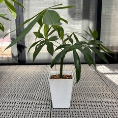観葉植物　パキラ　（中サイズ）の画像