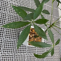 観葉植物　パキラ　（中サイズ）の画像