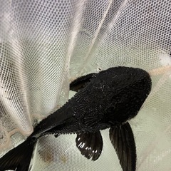 ②ガリバープレコの画像