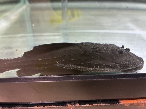 ②ガリバープレコ