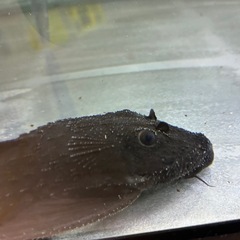 ②ガリバープレコの画像