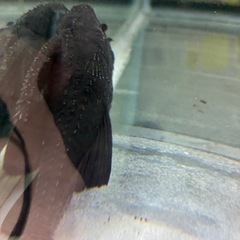 ②ガリバープレコの画像