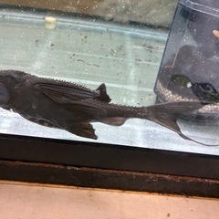 ②ガリバープレコの画像