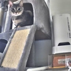 猫用キャットタワーの画像