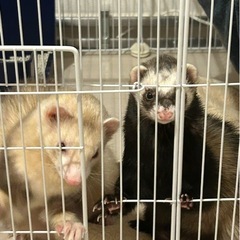 ペットケージ ドア付き 全26枚 ホワイトの画像