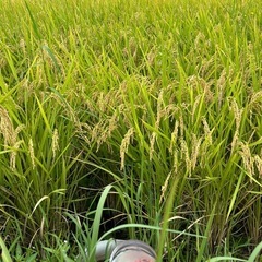 新米30キロ(玄米)の画像