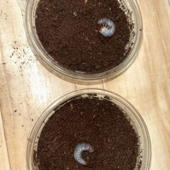 ヘラクレス・リッキー　幼虫　5匹セットの画像