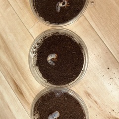 ヘラクレス・リッキー　幼虫　5匹セットの画像