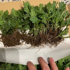 しゅんぎくの苗の画像