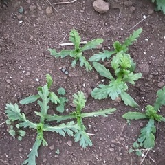 しゅんぎくの苗の画像