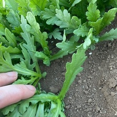しゅんぎくの苗の画像