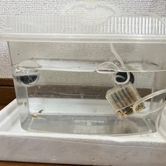 メダカ　飼育セットの画像