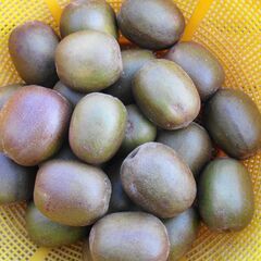 キウイフルーツ　甘いレッド　③の画像