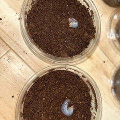 ヘラクレス・リッキー　幼虫　5匹セットの画像