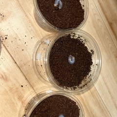 ヘラクレス・リッキー　幼虫　5匹セットの画像