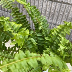 ネフロレピス抜き苗の画像