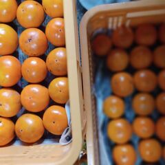 甘柿中小併せて4個、100円の画像