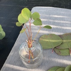 可愛いハート形のユーカリの葉、小枝の画像