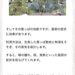 可愛いハート形のユーカリの葉、小枝の画像