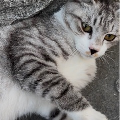 里親募集 1歳 雑種猫 保護猫