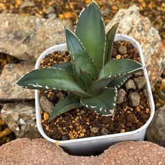 残り7株【チタノタ海王】いつもながら価格破壊の画像