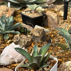 残り7株【チタノタ海王】いつもながら価格破壊の画像