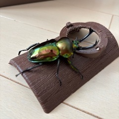 ニジイロクワガタペア　クイーンズランド産　の画像