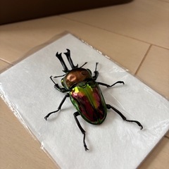 ニジイロクワガタペア　クイーンズランド産　の画像