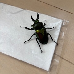 ニジイロクワガタペア　クイーンズランド産　の画像