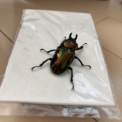 ニジイロクワガタペア　クイーンズランド産　の画像