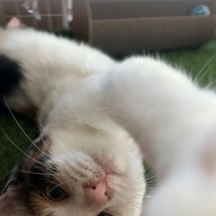 三毛猫ちゃん（女の子）　生後4ヶ月くらい