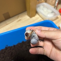 ヘラクレス・リッキー　幼虫　3匹セットの画像