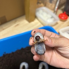 ヘラクレス・リッキー　幼虫　3匹セットの画像