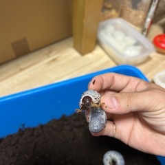 ヘラクレス・リッキー　幼虫　3匹セットの画像