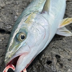 土日唐津釣り友募集！